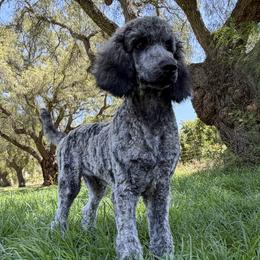 Enoki - Brindle male Poodle puppy in Arroyo Grande, California from Ever So Clever Poodles