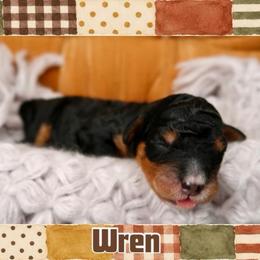 Wren - Phantom female Bernedoodle puppy in Bowling Green, Ohio from Windy Creek Doodles