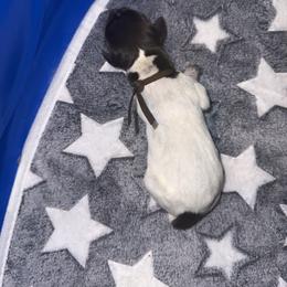 Brown - White and liver male German Shorthaired Pointer puppy in Macclenny, Florida from Steven & Melissa’s pointer