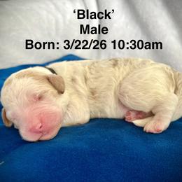 Black - Parti male Goldendoodle puppy in Helena Valley Northeast, Montana from Joy Meadows Goldendooles
