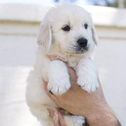 Golden Retriever Puppies from Dani’s Dawgs