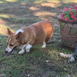 Mia - Pembroke Welsh Corgi