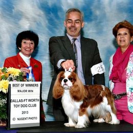 Cavalier King Charles Spaniel Puppies from Castlemar Cavaliers