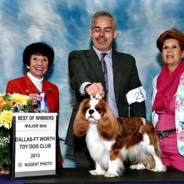 Cavalier King Charles Spaniel Puppies from Castlemar Cavaliers