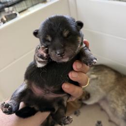 Lighting - Black and tan male Shiba Inu puppy in Milton, Florida from Moonlight Shibas