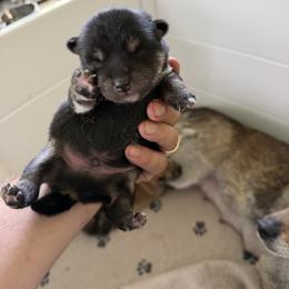 Lighting - Black and tan male Shiba Inu puppy in Milton, Florida from Moonlight Shibas