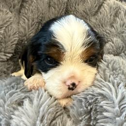 Dominic - Tri-color male Cavalier King Charles Spaniel puppy in Huntington Beach, California from Russell Cavailers