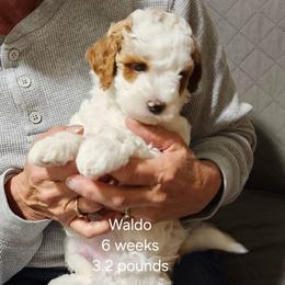 Grey collar Ira - Parti male Goldendoodle puppy in Fairmount, Indiana from Capens' Doodles,Poodles and Poo's