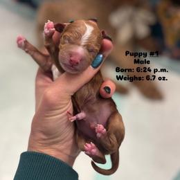 Boy 1 - Red male Cavapoo puppy in Herriman, Utah from Gypsi Doodles & Poodles LLC.