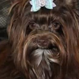 Harper - Yorkshire Terrier