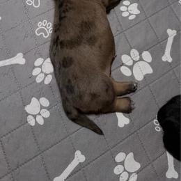 Daphne - Dapple female Dachshund puppy in Nevada, Missouri from Backroad Fur Babies