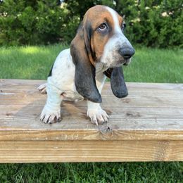 Pearl Elliot - Black brown and white female Basset Hound puppy in Lone Jack, Missouri from Wee Little Bassets