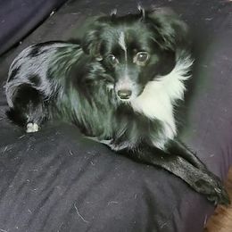 Vader - Toy Australian Shepherd