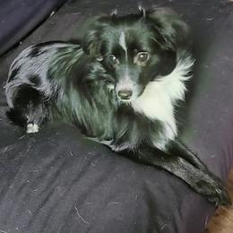Vader - Toy Australian Shepherd
