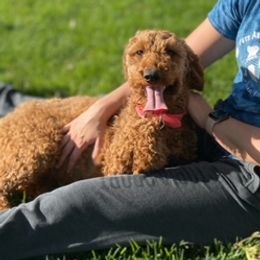 Reba - Goldendoodle
