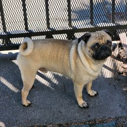 Pugs from Renee's Pugs