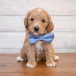 Australian Labradoodle Puppies from Integrity Labradoodles