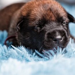 Belgian Malinois Puppies from Blue Shield Malinois