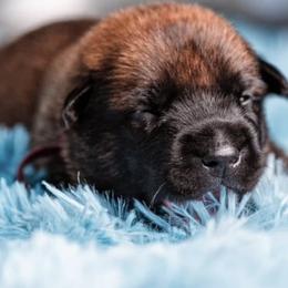 Belgian Malinois Puppies from Blue Shield Malinois