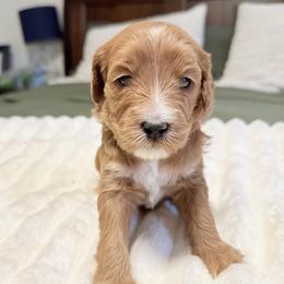 Stella (Orange collar) - Apricot female Goldendoodle puppy in Twin Falls, Idaho from Magic Valley Family Doodles