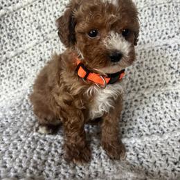 Cavalier King Charles Spaniel, Cavapoo, Havanese, Havapoo, and Poodle Puppies from West Cobb Dogs