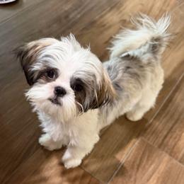 Sandy - Brindle and white female Shih Tzu puppy in Victorville, California from RUMBLE n TUMBLE