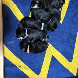 Boy 2 - Black and silver male Miniature Schnauzer puppy in Shenandoah Junction, West Virginia from Majestically Made