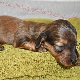 Tiny - Red male Dachshund puppy in Seminary, Mississippi from Down South Mavericks Dachshunds