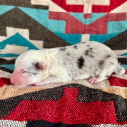 Stetson - Blue merle male Border Collie puppy in Mesa, Arizona from Ranch Girl Border Collies