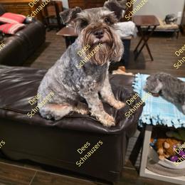 Miniature Schnauzer puppies from Dees Schnauzers