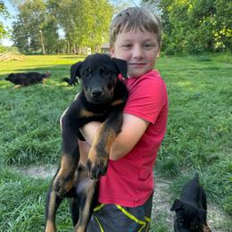 Green - Black and rust male Beauceron puppy in Floyd’s Knobs, Indiana from Birdwing Beaucerons