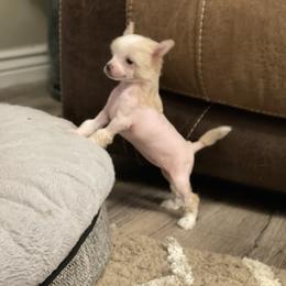 Chinese Crested Puppies from Willow Creek Cresteds, Riverview Doodles