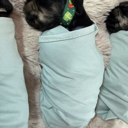 Yellow - Black and silver female Miniature Schnauzer puppy in Cadiz, Kentucky from Southern Magnolia Schnauzers