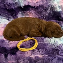 Girl 3 - Mahogany female Irish Setter puppy in Colville, Washington from Daesyn Setters