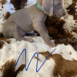 Weimaraner Puppies from Golden Hill’s Weimaraner’s