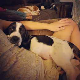 Basset Hound Puppies from Howlin Hounds