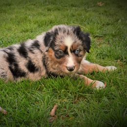 Australian Shepherd Puppies from The Good Shepherd