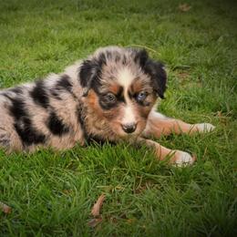 Australian Shepherd Puppies from The Good Shepherd