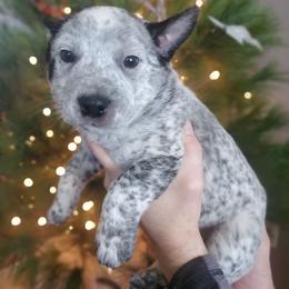 Chia - Blue male Australian Cattle Dog puppy in Monterey, Tennessee from Quarter Acre Farms