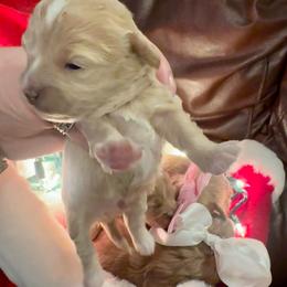 Dash - Cream male Maltipoo puppy in West Jordan, Utah from Mid Sized Maltipoos and More LLC