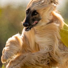 Harley Quinn - Afghan Hound