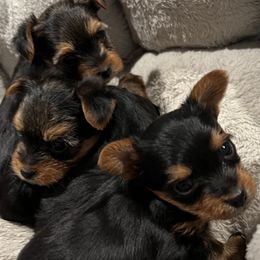 Morkies and Yorkshire Terriers from M.Y. Morkies and Yorkies