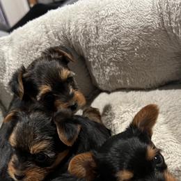 Morkies and Yorkshire Terriers from M.Y. Morkies and Yorkies