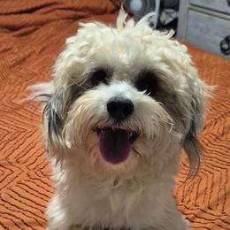 Samson - Maltipoo