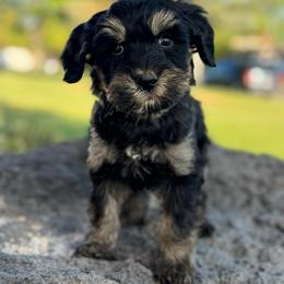 Texas (Red) - Phantom male Goldendoodle puppy in Twin Falls, Idaho from Magic Valley Family Doodles