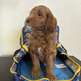 Shaun White- blue collar - Red  male Goldendoodle puppy in Chino Valley, Arizona from Bass Creek Doodles