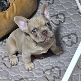 Donny - Tricolors male French Bulldog puppy in Fisher Island, Florida from Stack Pack Frenchies