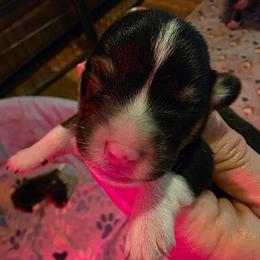 Boy 3 - Black and tan male Pembroke Welsh Corgi puppy in Middleburg, Florida from Mulkeys Little Corgis