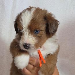 Taco - Red merle male Aussiedoodle puppy in Lithia, Florida from Waterford Doodle Farm