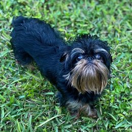 Zelda - Brussels Griffon